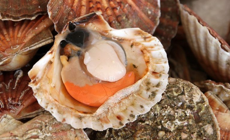 Image de coquilles saint-jacques pour l'actualité Normandeep : Réglementation pêche coquille Saint-Jacques saison 2018/2019